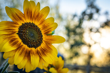 Ring of Fire Sunflower against a colorful background on a beautiful summer evening  at a garden in Southern Oregon
