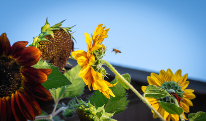Honey bee collecting pollen from Ring of Fire Sunflower against a colorful background on a beautiful summer evening  at a garden in Southern Oregon