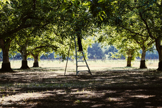 Man on a ladder picking nuts from a tree