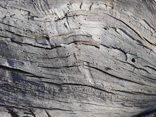 Old rustic wooden texture outdoor. Weathered tree. Background with space for text