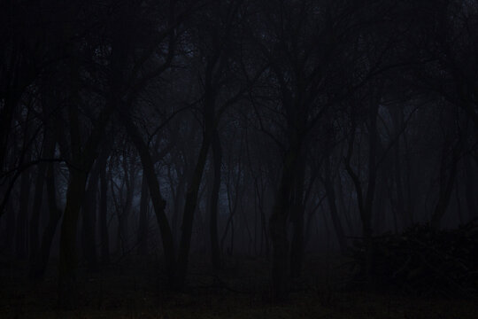 Foggy forest