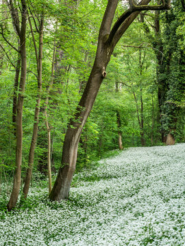 Wild Garlic blooming in German Forest in Spring