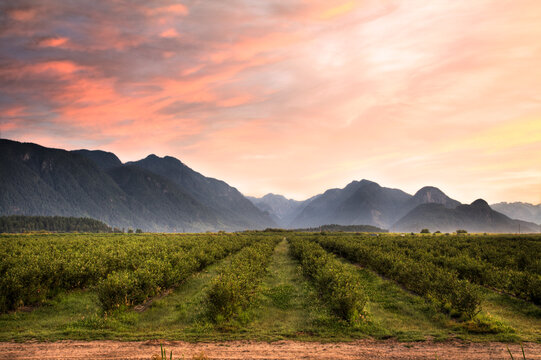 Landscape image of blueberry field at sunrise