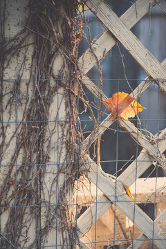 Single Leaf Caught Between Fence & Lattice