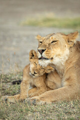 Vertical portrait of a mother and baby lion showing love and affection in Ndutu in Tanzania