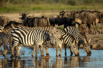 Herd of zebra standing in a line drinking water watching sunset with a herd of wildebeest in the background in Tanzania