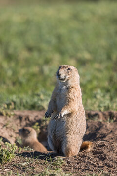 Prairie Dogs