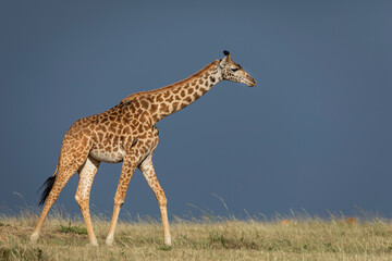 One female giraffe walking in sunshine with dark blue stormy clouds in Masai Mara in Kenya