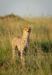 Vertical portrait of an adult cheetah walking in tall green grass looking alert in Masai Mara in Kenya