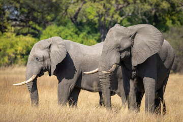 Two elephants standing in yellow grass grazing in Khwai in Okavango Delta in Botswana