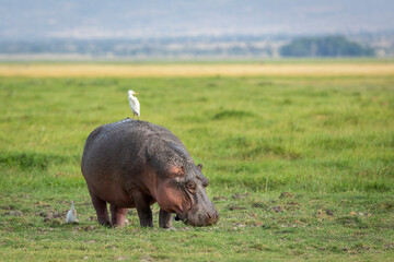 Adult hippo standing on green grass grazing with white cattle egret on its back in Amboseli in Kenya