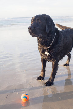 Black labrador with his ball at the beach - anxious for his owner to resume fetch