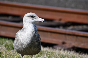Seagull hanging out by the tracks.