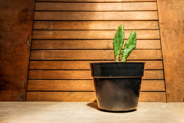 cactus tree on a black pot on a wooden background