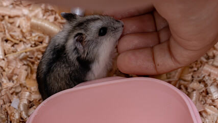 Campbell's dwarf hamster of the species Phodopus campbelli with selective focus