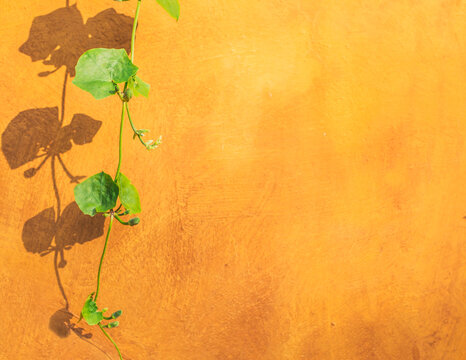 Green leafy plant on orange wall