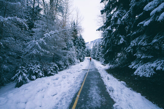 Path with snow in winter with pine trees and mountains and a person far away. Whistler, BC