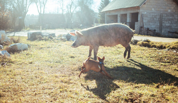 Dog attacking pig