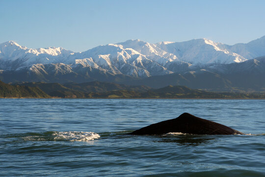 A surfacing sperm whale, seen off the coast of Kaikoura, New Zealand