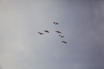 V-Shaped formation of geese soar through the sky.