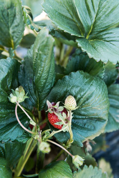 fresh strawberries on the vine