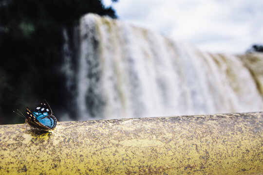 Blue butterfly close up on a handrail with waterfall on the back