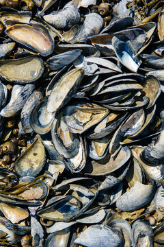 Mussel shells on the coast of maine