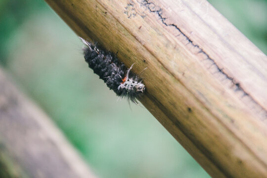Caterpillar on a wooden stick