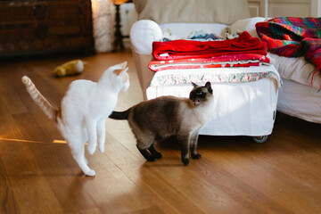 Two cats arguing in sunny living room