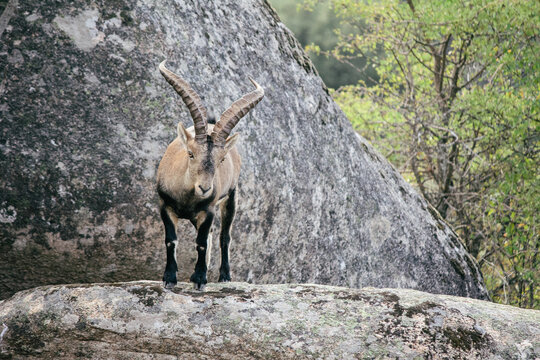 Spanish wild goat (capra pyrenaica) in Pedriza mountains, Madrid