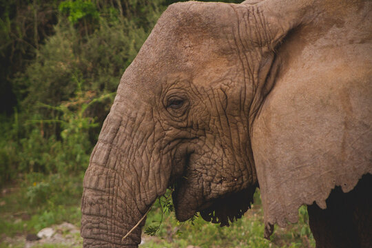 Giant Elephant crosses path