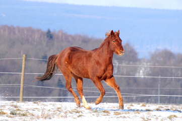 American Quarter Horse Jungpferd im Schnee