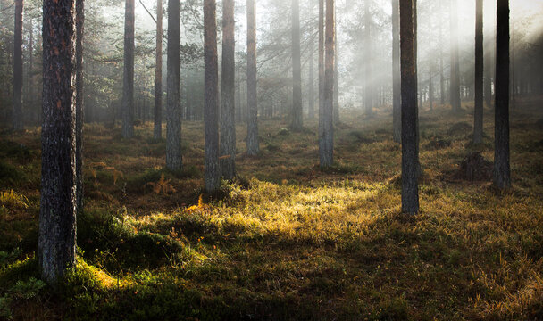 Magic forest sunrays
