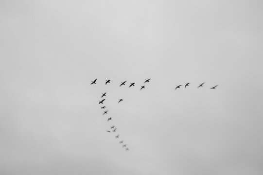 Canadian geese flying in a V formation.