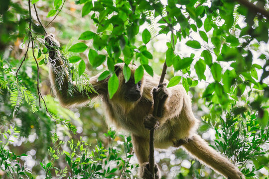 Howler monkey