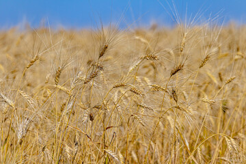Ripe ears of wheat in the fields during harvest. Close up