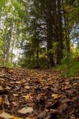 Fototapeta premium Fallen yellow leaves lie on the ground, on a trail leading through the autumn forest