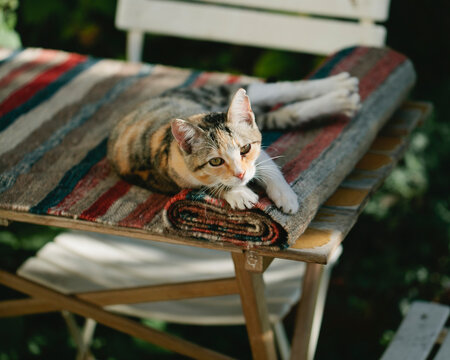 Tabby cat laying on carpet on wooden table looks straight at the camera
