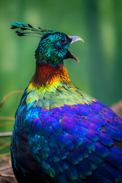 Himalayan Monal