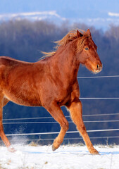 American Quarter Horse Jungpferd im Schnee