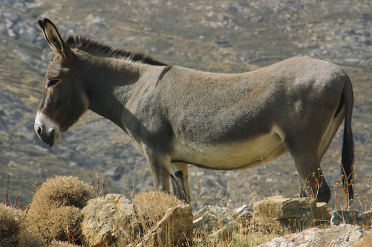 Donkey