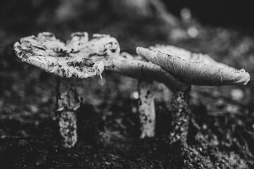 Mushroom growing the forest