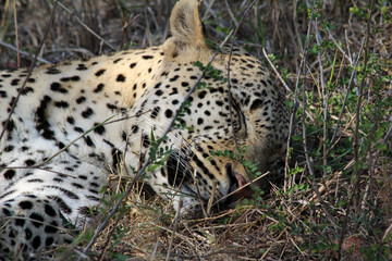 A leopard (Panthera pardus) resting in the late afternoon - South Africa.	