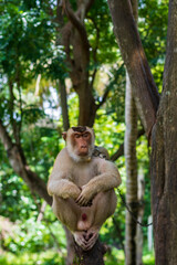 A monkey sits on a wooden pole waiting for coconuts to be picked.
