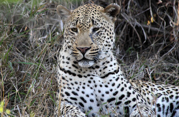 A leopard (Panthera pardus) in the late afternoon - South Africa.	