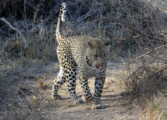 A leopard (Panthera pardus) walking in the late afternoon - South Africa.	