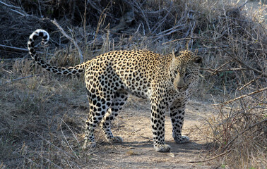 A leopard (Panthera pardus) walking in the late afternoon - South Africa.	