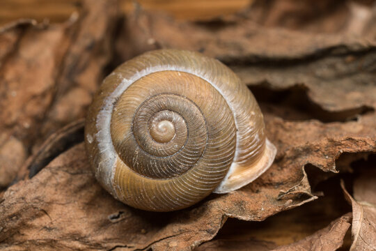Tiny snail shell on the forest floor