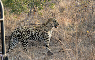 Fototapeta na wymiar A leopard (Panthera pardus) walking in the late afternoon - South Africa. 