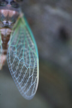 Cicada Wings